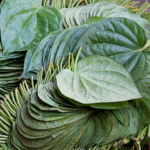 Pan