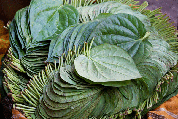 Betel leaves (Pan ke patte)